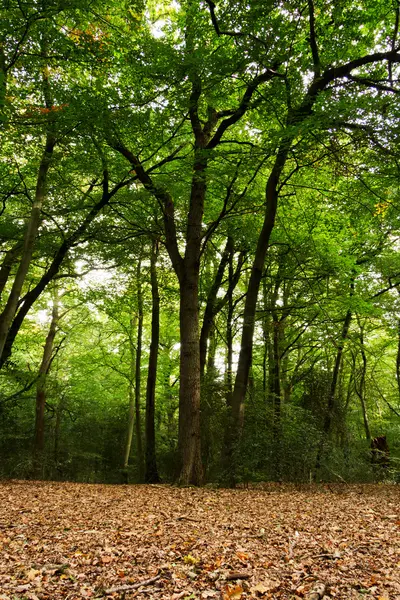 Scène de forêt au début de l'automne — Photo