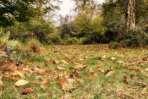 Woodland scène aan het begin van de herfst Hdr Filter. — Stockfoto