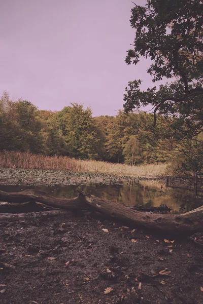 Woodland scene at the start of autumn Vintage Retro Filter. — Stock Photo, Image