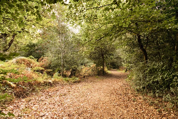 Woodland scène aan het begin van de herfst Hdr Filter. — Stockfoto