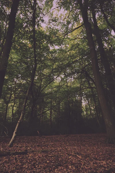 Woodland scen i början av hösten Vintage Retro Filter. — Stockfoto