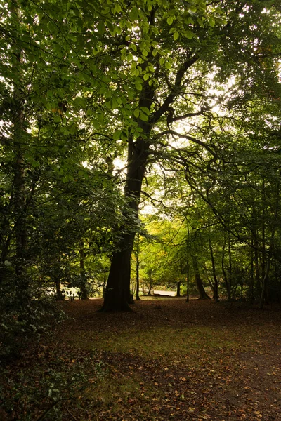 Woodland scène aan het begin van de herfst — Stockfoto