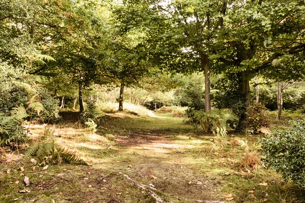 Woodland scene at the start of autumn HDR Filter. — Stock Photo, Image