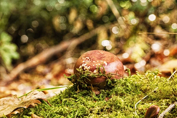 Toadstool on the woodland floor in autumn HDR Filter. — Stock Photo, Image