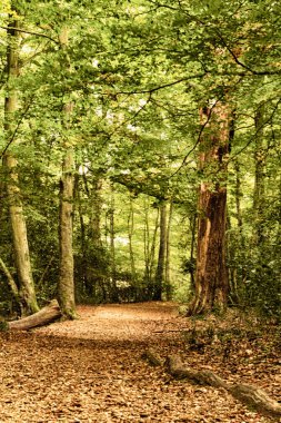 Woodland sahne Hdr filtre sonbaharın başında.