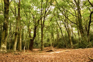 Woodland sahne Hdr filtre sonbaharın başında.