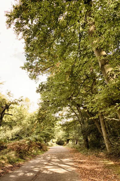 Escena de Woodland a principios de otoño HDR Filter . —  Fotos de Stock