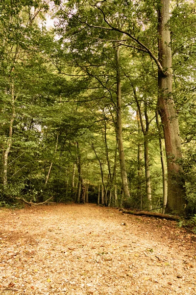 Woodland scene at the start of autumn HDR Filter. — Stock Photo, Image