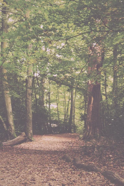 Woodland scen i början av hösten Vintage Retro Filter. — Stockfoto