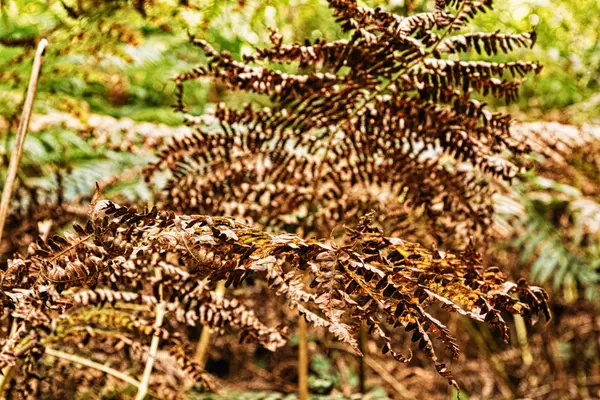 Scena boschiva all'inizio dell'autunno HDR Filter . — Foto Stock