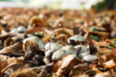 Sonbahar yak²n ormanlık yerde mantarı.