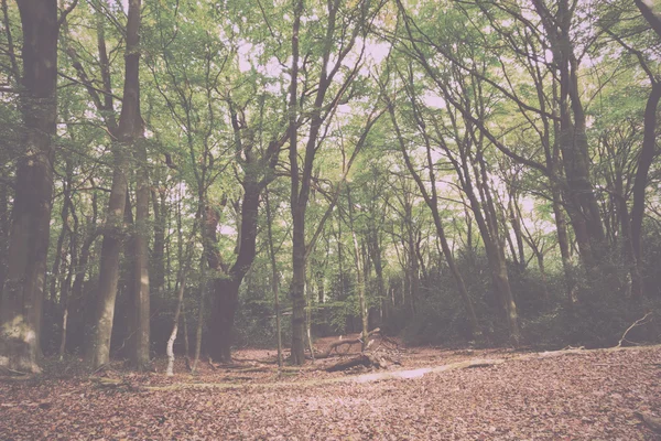 Woodland scène aan het begin van de herfst Vintage Retro Filter. — Stockfoto