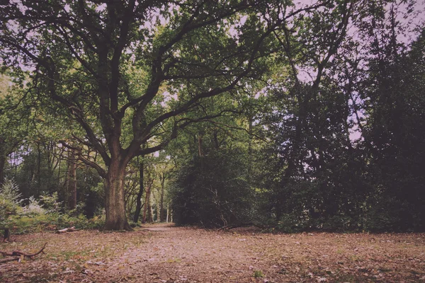 Waldszene zu Beginn des Herbstjahrgangs-Retro-Filters. — Stockfoto