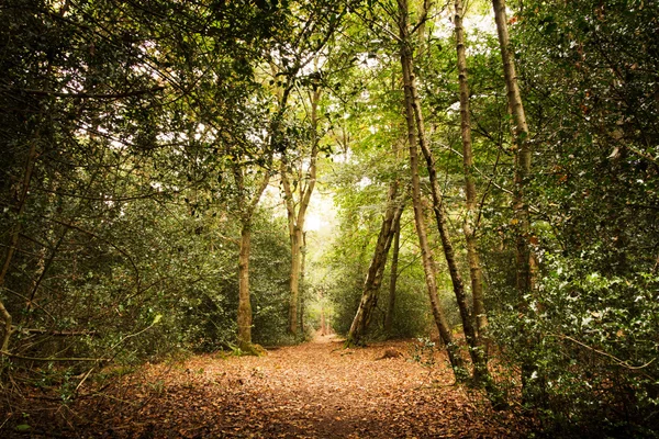 Woodland scene at the start of autumn — Stock Photo, Image