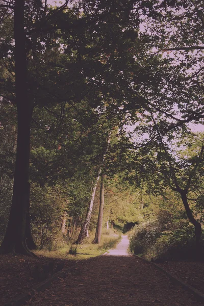 Bosque escena a principios de otoño Vintage Retro Filter . — Foto de Stock