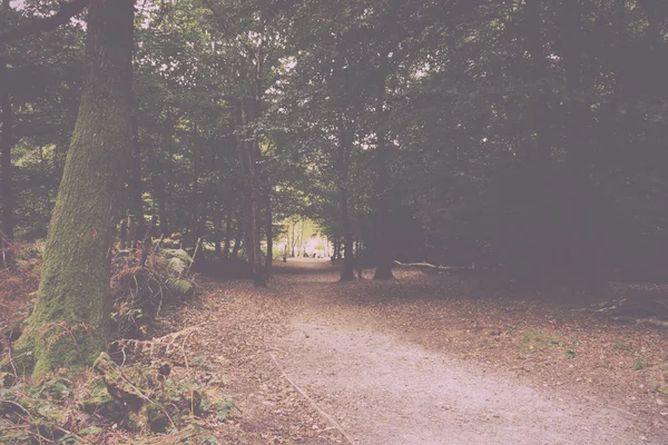 Waldszene zu Beginn des Herbstjahrgangs-Retro-Filters. — Stockfoto