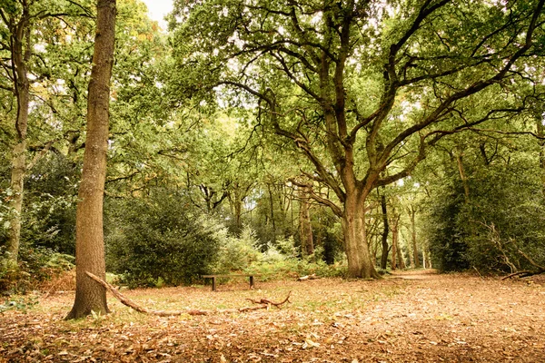 Woodland scene at the start of autumn HDR Filter. — Stock Photo, Image