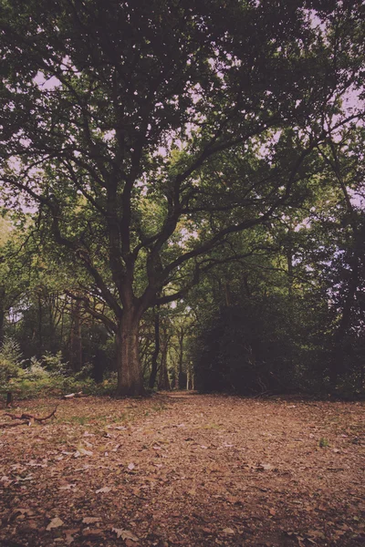 Scène bois au début de l'automne Vintage Filtre rétro . — Photo