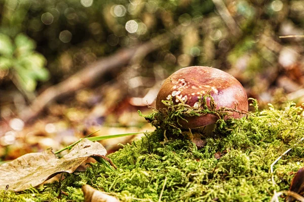 Toadstool on the woodland floor in autumn HDR Filter. — Stock Photo, Image