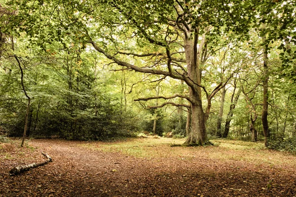 Woodland scene at the start of autumn HDR Filter.