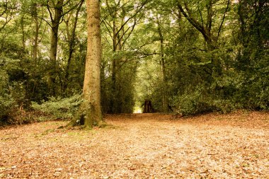 Woodland sahne Hdr filtre sonbaharın başında.