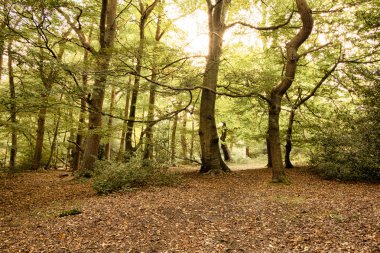 Woodland sahne Hdr filtre sonbaharın başında.
