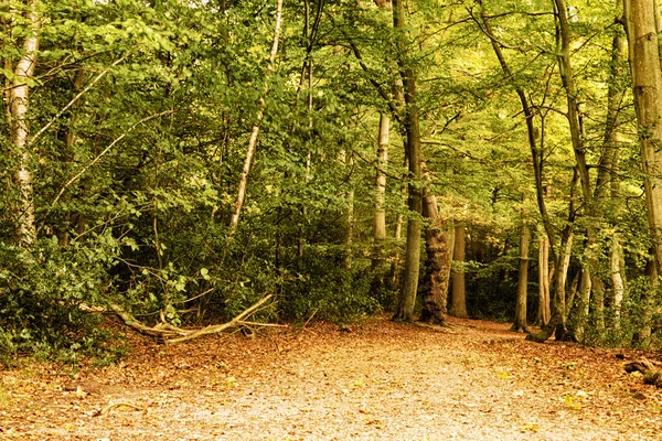 Сцена в лесу в начале осени фильтр HDR . — стоковое фото