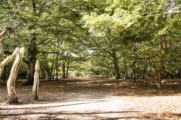 Сцена лісу на початку осені фільтр HDR . — стокове фото