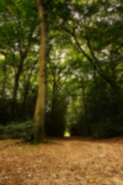 Woodland olay yerinde yak²n Sonbahar başlangıcı.