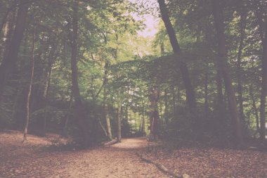 Woodland sahne Vintage Retro filtre sonbaharın başında.