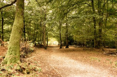 Woodland sahne Hdr filtre sonbaharın başında.