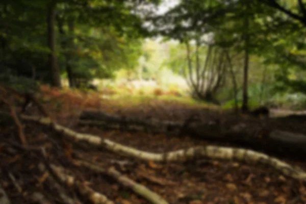 Waldszene zu Herbstbeginn aus dem Fokus geraten. — Stockfoto