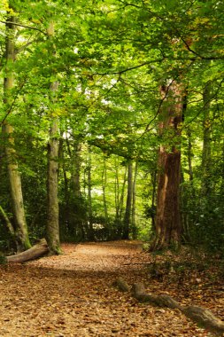 Woodland olay yerinde Sonbahar başlangıcı