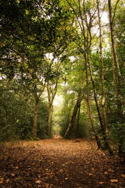 Woodland olay yerinde Sonbahar başlangıcı