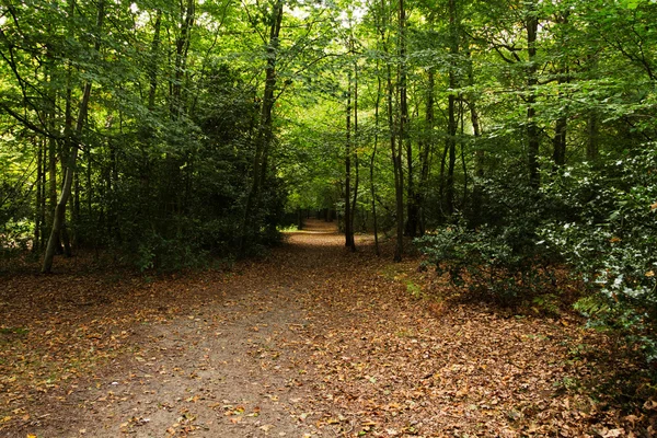 Scène de forêt au début de l'automne — Photo