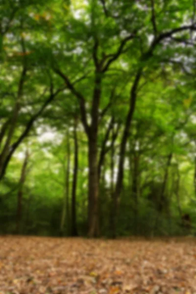 Woodland scene at the start of autumn Out of focus. — Stock Photo, Image