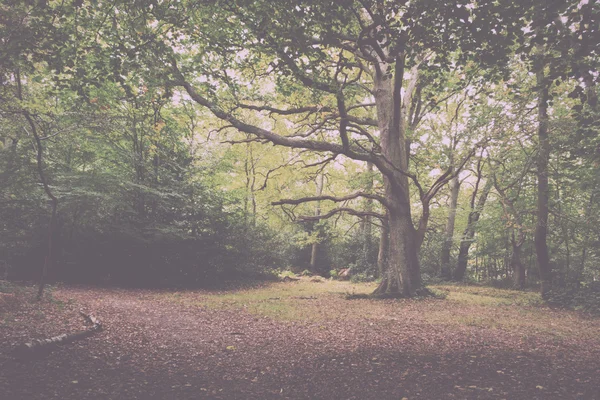 Woodland scen i början av hösten Vintage Retro Filter. — Stockfoto