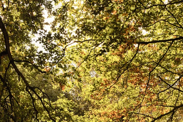 Woodland sceny na początku jesieni Hdr filtr. — Zdjęcie stockowe