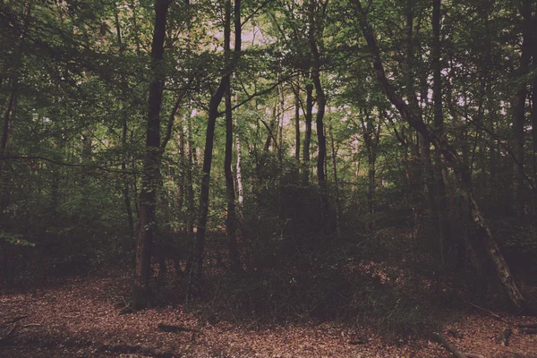 Woodland scen i början av hösten Vintage Retro Filter. — Stockfoto