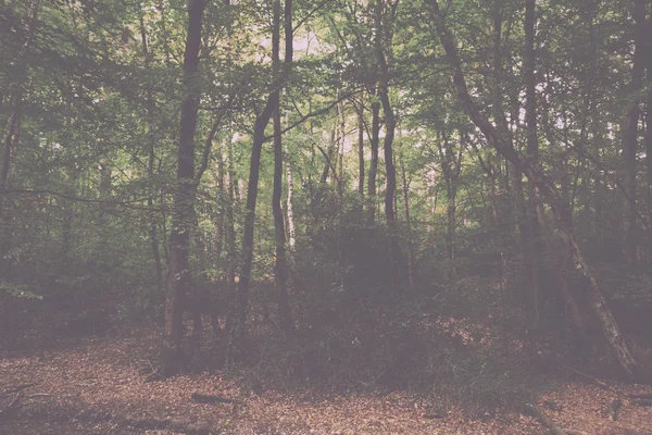 Woodland scen i början av hösten Vintage Retro Filter. — Stockfoto