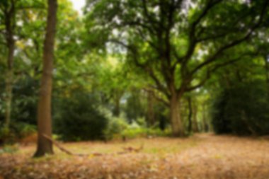 Woodland olay yerinde yak²n Sonbahar başlangıcı.