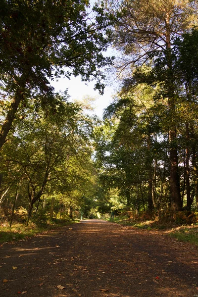 Woodland сцени на початку осені — стокове фото