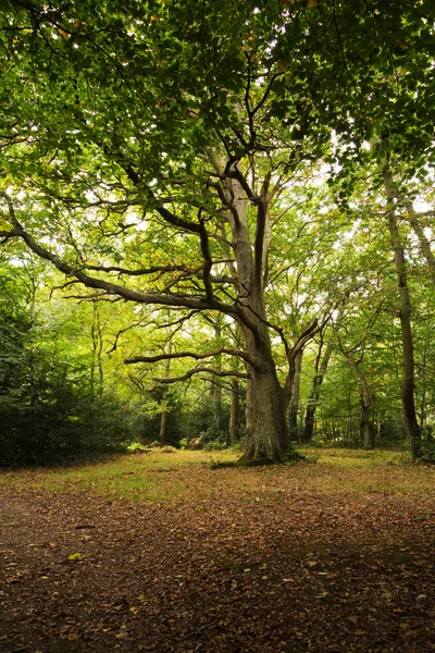 Woodland scene at the start of autumn