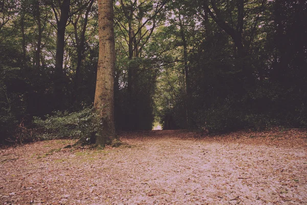 Scène bois au début de l'automne Vintage Filtre rétro . — Photo