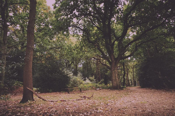 Woodland scène aan het begin van de herfst Vintage Retro Filter. — Stockfoto