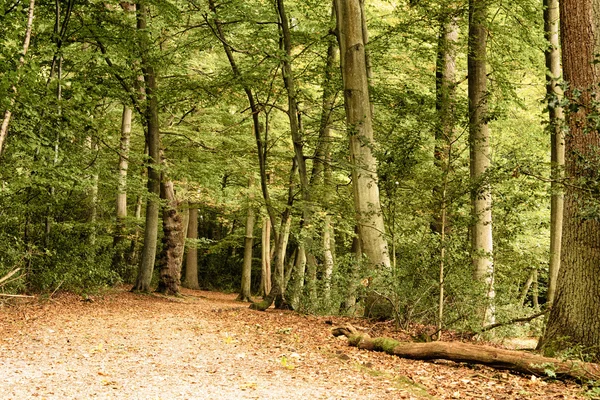 Escena de Woodland a principios de otoño HDR Filter . — Foto de Stock