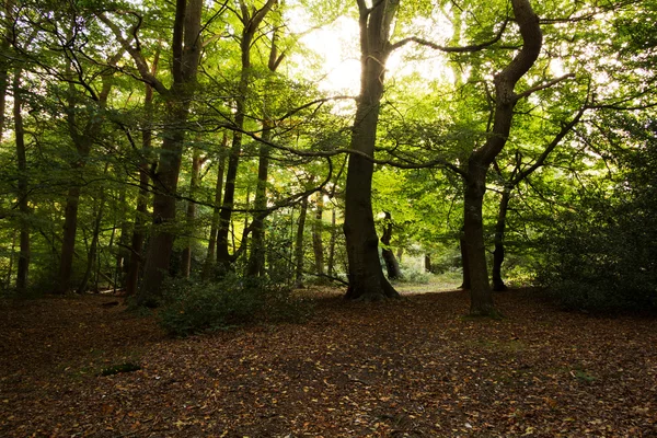 Woodland scene at the start of autumn — Stock Photo, Image