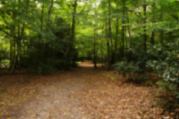 Woodland scene at the start of autumn Out of focus. — Stock Photo, Image