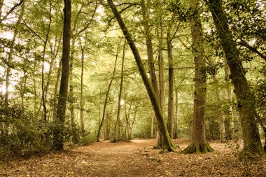 Woodland sahne Hdr filtre sonbaharın başında.