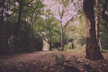 Woodland sahne Vintage Retro filtre sonbaharın başında.